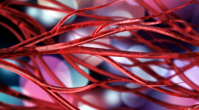 Ученые из Новосибирска создали препарат для предотвращения разрыва сосудов