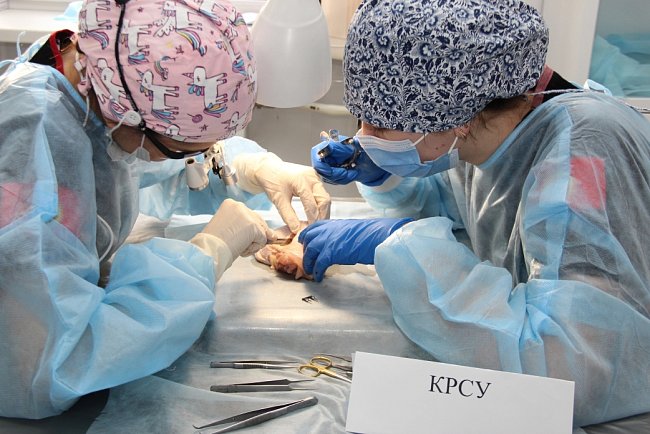 Continuity of knowledge: how the Faculty of Medicine helps freshmen adapt