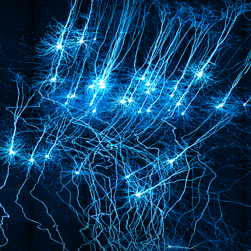 The Faculty of Humanities hosted a student Olympiad in neuroscience