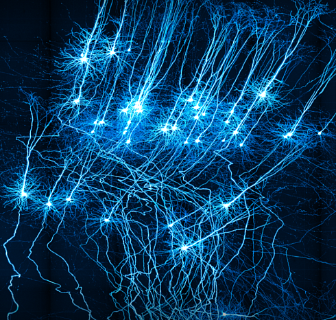 The Faculty of Humanities hosted a student Olympiad in neuroscience