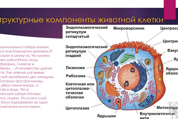 Занимательная гистология