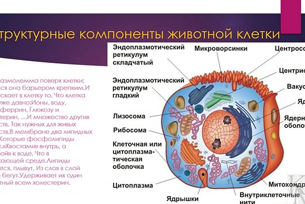 Interesting histology